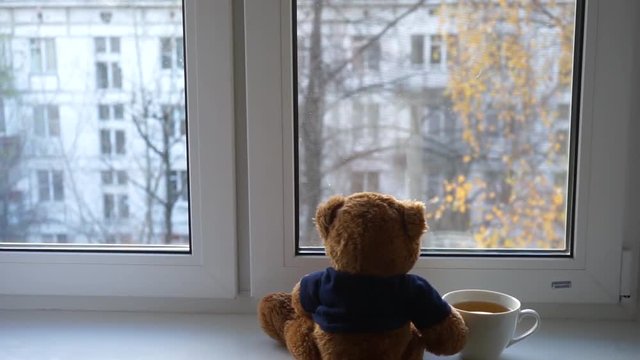 teddy bear looks out the window 5