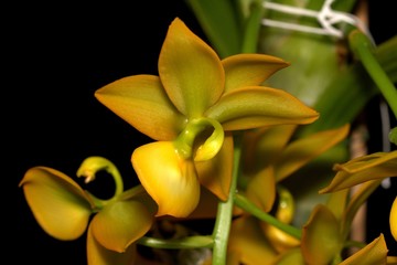 catasetunae orchid