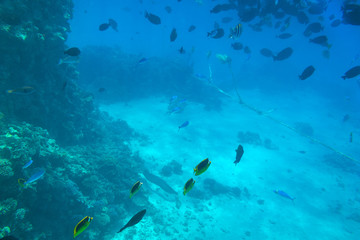 Fototapeta na wymiar Red Sea underwater scenery with tropical fishes, Egypt