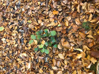 autumn forest trees