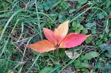 yellow-red autumn leaf lies on green grass