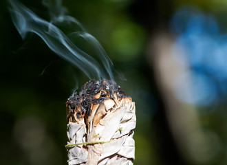 Smudging ritual using burning thick leafy bundle of white sage in forest preserve.