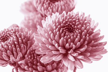 pink flower isolated on white background