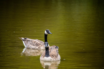 Obraz premium goose in a pond