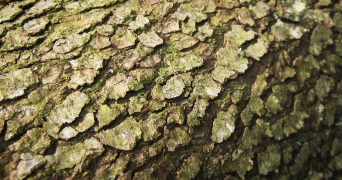 Textured Bark of a Fallen Spruce Tree. 4k DCI stock footage