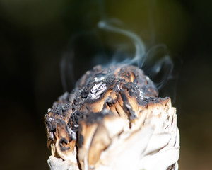 Smudging ritual using burning thick leafy bundle of white sage in forest preserve.
