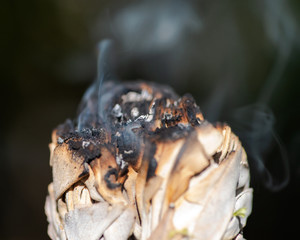 Smudging ritual using burning thick leafy bundle of white sage in forest preserve.
