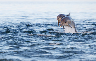 Happy young dolphin