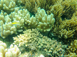 Naklejka na ściany i meble Coral reef in Australia