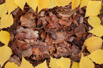 Autumn leaves frame in forest.