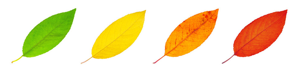 Set of cherry colorful leaves isolated on white background