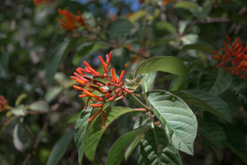 red tropical flower