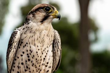 portrait of falcon