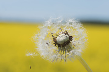 Fototapeta premium Dandelion z ziarnami w jasnożółtym polu rzepaku