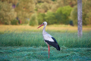 The white stork is looking for food in the meadow after haymaking. Bird watching in the countryside in summer.