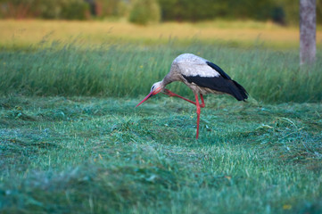 The white stork is looking for food in the meadow after haymaking. Bird watching in the countryside in summer.