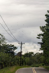 Raptor migration, Sarapiqui, Caribbean Costa Rica