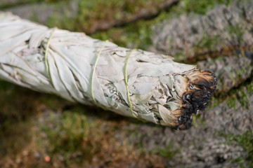 Wildcrafted dried white sage (Salvia apiana)leafy bundle on fibrous tree bark  in forest preserve. Smudging ceremony.