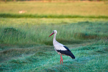 The white stork is looking for food in the meadow after haymaking. Bird watching in the countryside in summer.