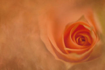 Beautiful softly focused orangy rose.