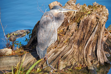 Juvenile Great Blue Heron