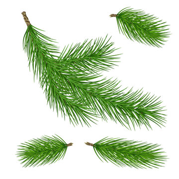 various green pine branches. Close-up. Set. Isolated without shadow. New Year's decorations.