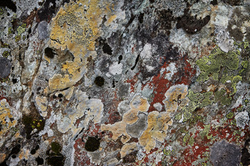 Texture background of natural patterns and shapes of lichen on old stone