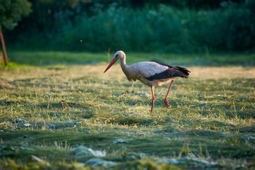 The white stork is looking for food in the meadow after haymaking. Bird watching in the countryside in summer.