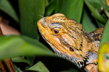 lizard, reptile, animal, dragon, nature, wildlife, iguana, green, eye, wild, scales, bearded, water, head, fauna, australia, chameleon, closeup, animals, macro, agama, skin, pogona, forest