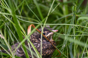 Baby Robin