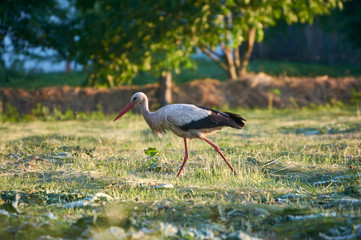 The white stork is looking for food in the meadow after haymaking. Bird watching in the countryside in summer.