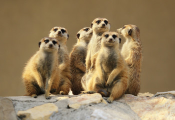 Group of watching surricatas outdoor

