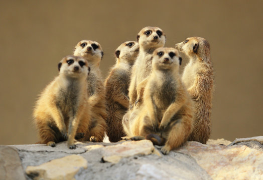 Fototapeta Group of watching surricatas outdoor  