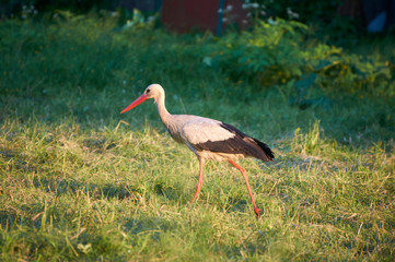 The white stork is looking for food in the meadow after haymaking. Bird watching in the countryside in summer.