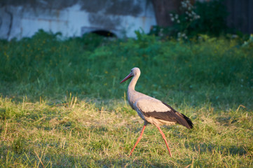 The white stork is looking for food in the meadow after haymaking. Bird watching in the countryside in summer.