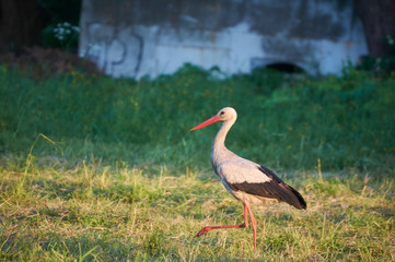 The white stork is looking for food in the meadow after haymaking. Bird watching in the countryside in summer.