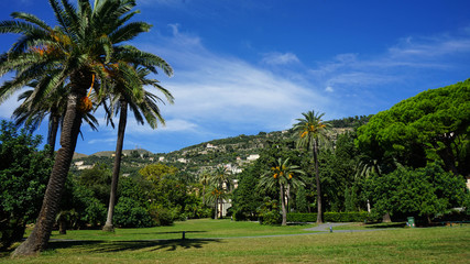 Obraz premium palms in garden in genova nervi