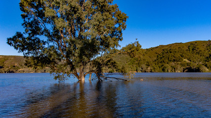 Obraz premium A large tree partially submerged in the Lexinton Reservoir near Los Gatos.