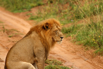 Depressed Lion with Eyes Closed