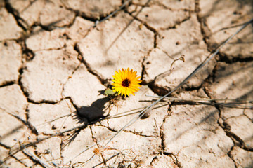 birth in the desert