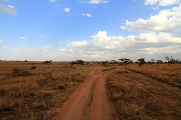 Fototapeta na wymiar Dirt Track Road in Serengeti