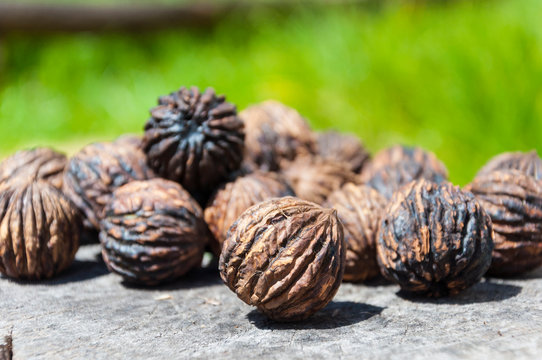 Fruto del nogal