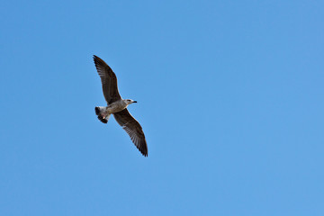 Volo di gabbiano