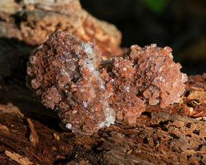 Aragonite star cluster from Morocco on fibrous tree bark in the forest preserve. 