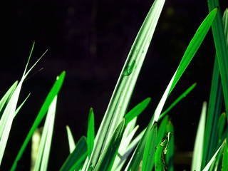 Kropla wody © Paulina