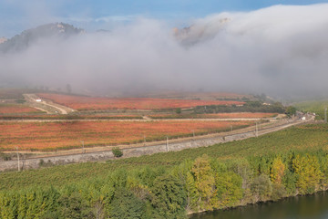 Vineyard landscape in an autumn foggy morning