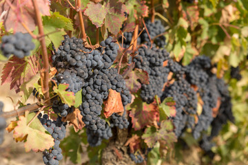 Clusters of grapes in a vineyard in autumn