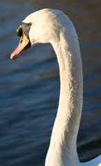 Obraz premium patos en su habitat