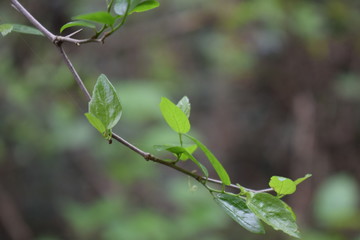 Hojas