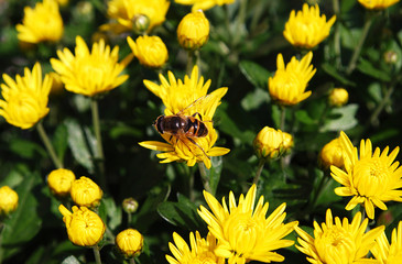 желтые хризантемы